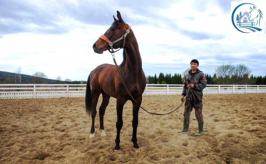 Sale of cattle ranches in Russia - Russian-farmland.com